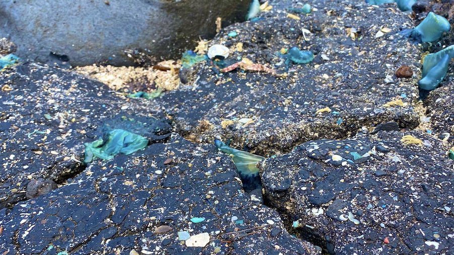 科學家在西班牙海岸發現焦油和微塑膠的混合物。 圖／擷取自Universidad de La Laguna Twitter