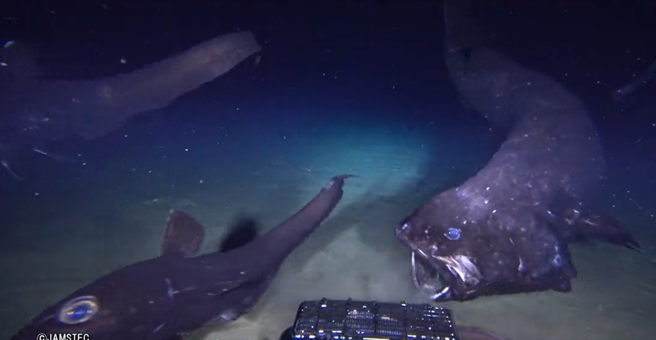 日本研究團隊發現「食物鏈頂端的霸主」深海魚，還用水下攝影機拍到清晰畫面。 (圖/取自影片)