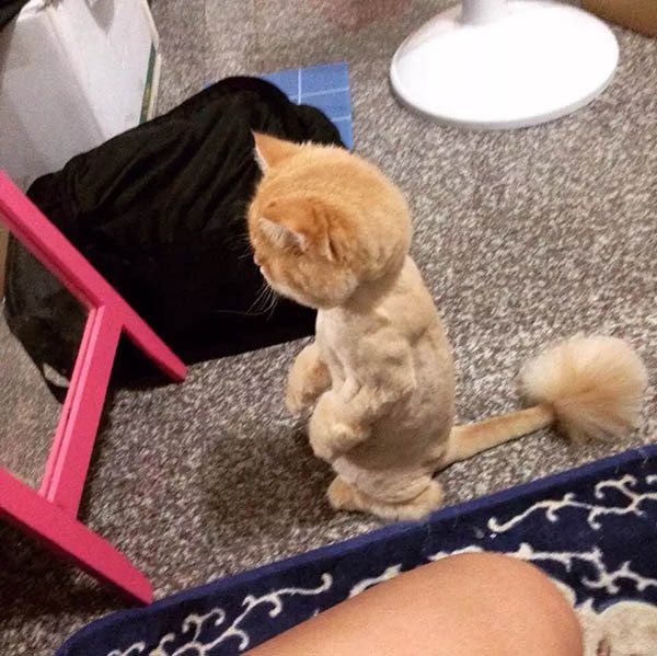 橘貓一時認不出鏡中的自己，動作彷彿瞬間石化。圖擷自網路