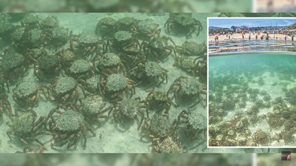 英國知名海灘出現數千隻蜘蛛蟹。圖擷自YouTube-Get the News