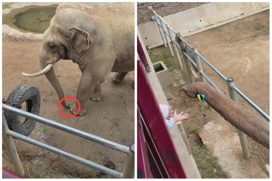 遊客不小心將鞋子掉到園區內，一隻大象竟主動將鞋子撿起歸還。圖取自微博