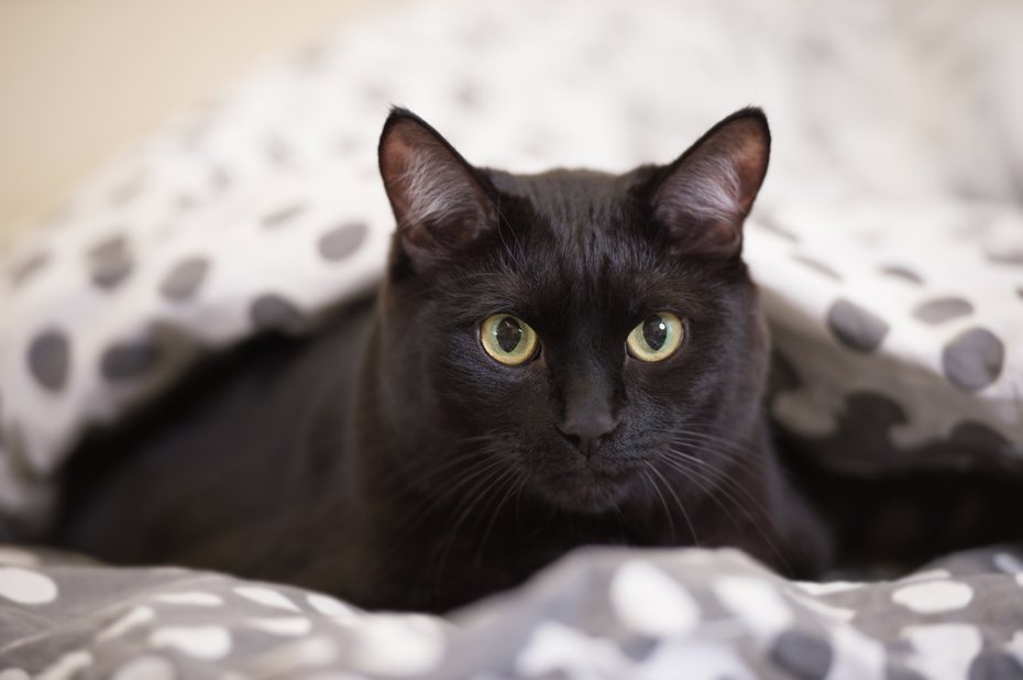 一名男子PO文表示自己6年前因為跟妻子原先養的黑貓處不好，好幾次被貓抓傷，氣到直接把那隻貓偷偷送去收容所，改領養另一隻性格好、長相幾乎一模一樣的黑貓回家。 (圖/Ingimage)