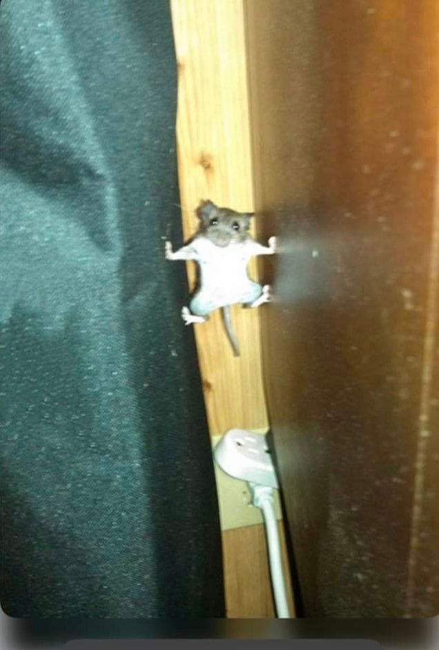 一名網友在家中發現米奇出現，拿出手機開閃光燈拍照，結果老鼠疑似是被閃光燈嚇到，卡在縫隙中伸直手腳頂住周遭，看起來就像是會功夫的老鼠一樣。 (圖/取自臉書「爆廢公社公開版」)