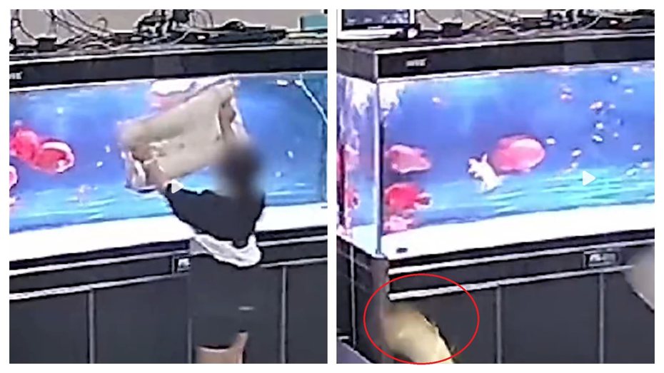 一名小女孩拿著枕頭逗弄水族箱中的亞洲龍魚，一邊用枕頭遮住魚的視線一邊跟著魚狂跑，魚相當惶恐不安最後跳出水面撞破魚缸上蓋重摔在地。 (圖/取自影片)