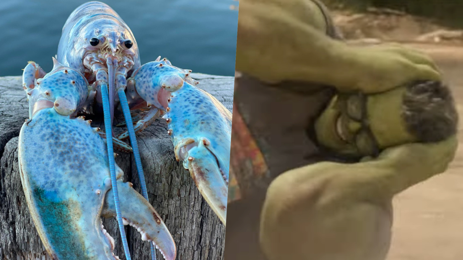 圖／Get Maine Lobster（左）、Marvel（右）
