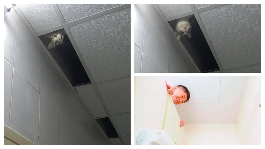 一名女網友在醫院廁所聽到怪聲，但一直都沒發現聲音來源，抬頭往上看卻發現天花板被撬開一個洞，一隻貓咪探頭出來緊盯自己，讓她不免覺得有點毛毛的。 (圖/取自推特、本報資料照)