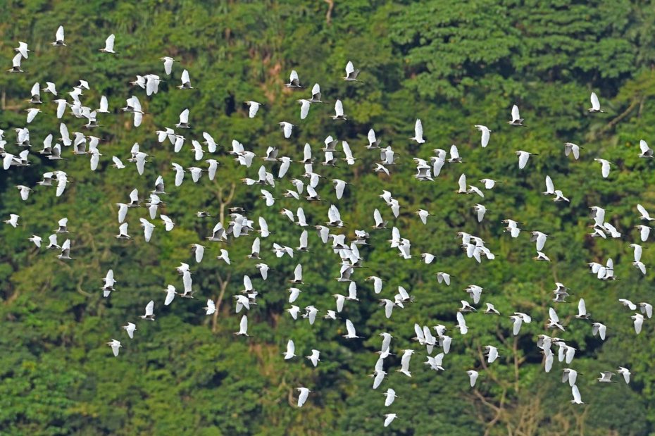 嘉義梅山太興村「萬鷺朝鳳」，是每年秋天限定的特色生態景觀。圖／阿里山風景管理處提供