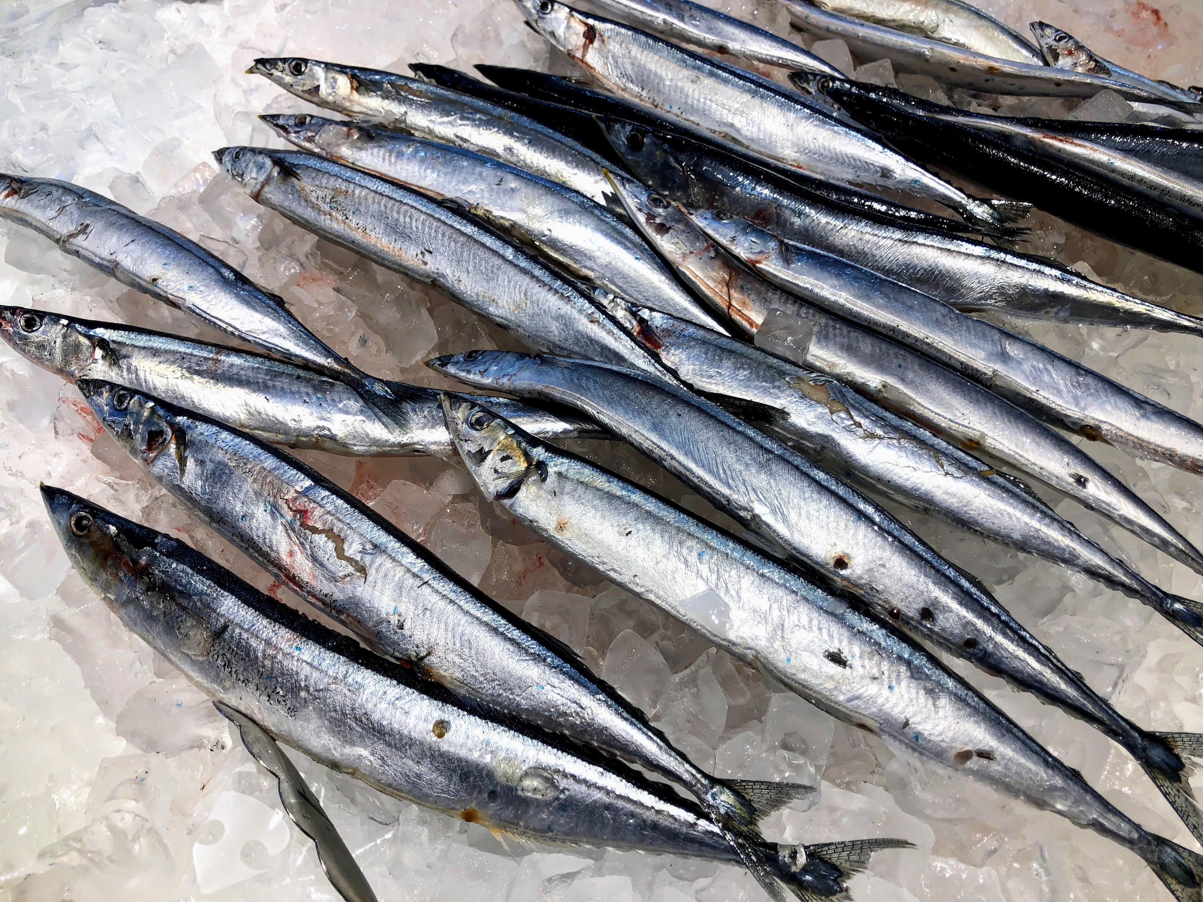 台灣的秋刀魚漁業在2014年破歷史紀錄達到23萬公噸，成為世界第一。圖/柯永輝