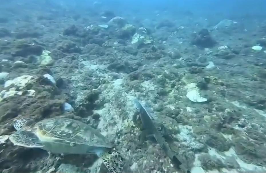 屏東縣琉球潛水教練覃群博帶潛友下水，發現綠鬣蜥。圖／太平洋潛水提供