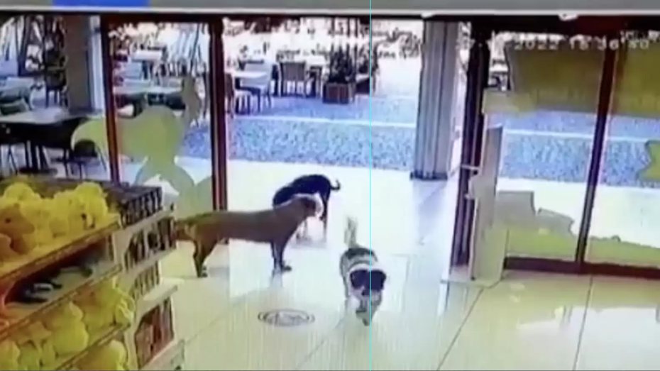 3隻狗狗光天化日下組成強盜集團，衝進一間玩具店後叼走一隻狗狗玩偶立刻落荒而逃，其中一隻負責犯案，另外兩隻則在門口把風，全程都被店家的監視錄影器錄了下來。 (圖/取自影片)