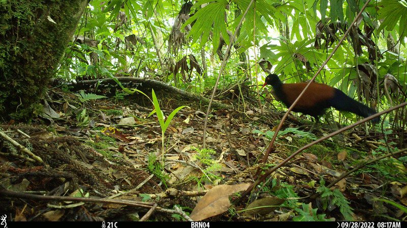 一隻已經滅絕140年的稀有鳥類「黑枕雉鴿」日前被動物學家發現在巴布亞紐幾內亞現身，拍到牠穿梭在林間的攝影師差點沒激動的跳起來。 (圖/取自Re:Wild官網)