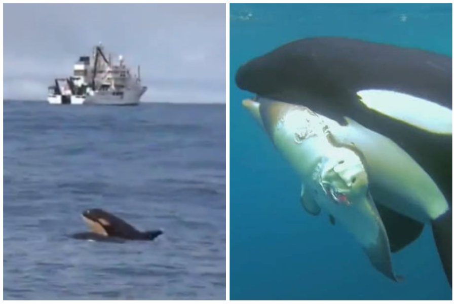 母虎鯨被漁網纏住，牠的孩子跑去找人類求救，危機解除後捕來一隻魟魚當作謝禮。圖取自微博