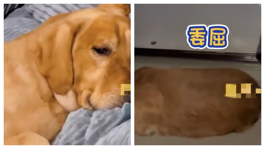 一隻黃金獵犬睡覺的時候大哭起來，原因是因為飼主幫牠把睡窩拿出去外面曬太陽忘記拿回來，狗狗發現自己的窩不見了就難過趴地痛哭。 (圖/取自影片)