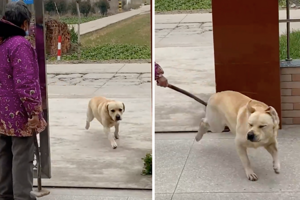 網友們笑說狗狗在門口被老奶奶處罰的畫面像極了自己小時候。圖/翻攝自微博
