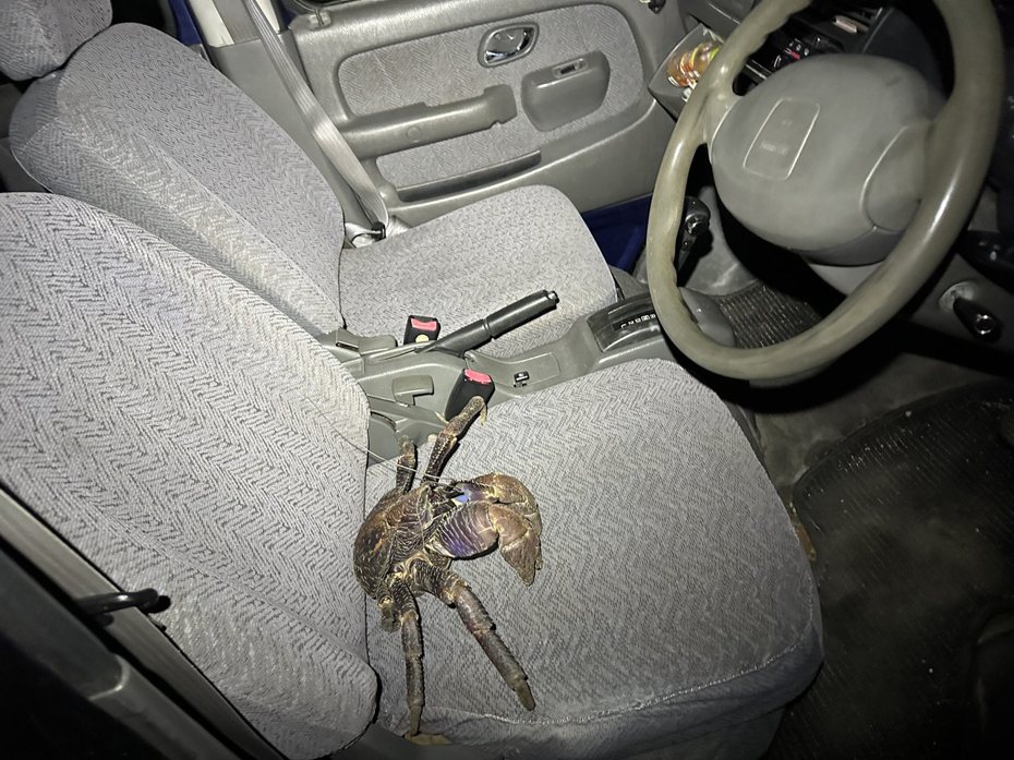 沖繩一名車主在駕駛座發現一隻椰子蟹。圖擷自@YABUKOGI_LIFE