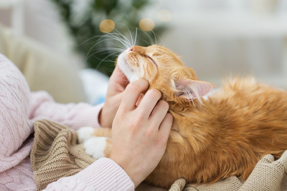 科學證實，貓比狗更能療癒人類  Pets 寵物護理 +紀念堂