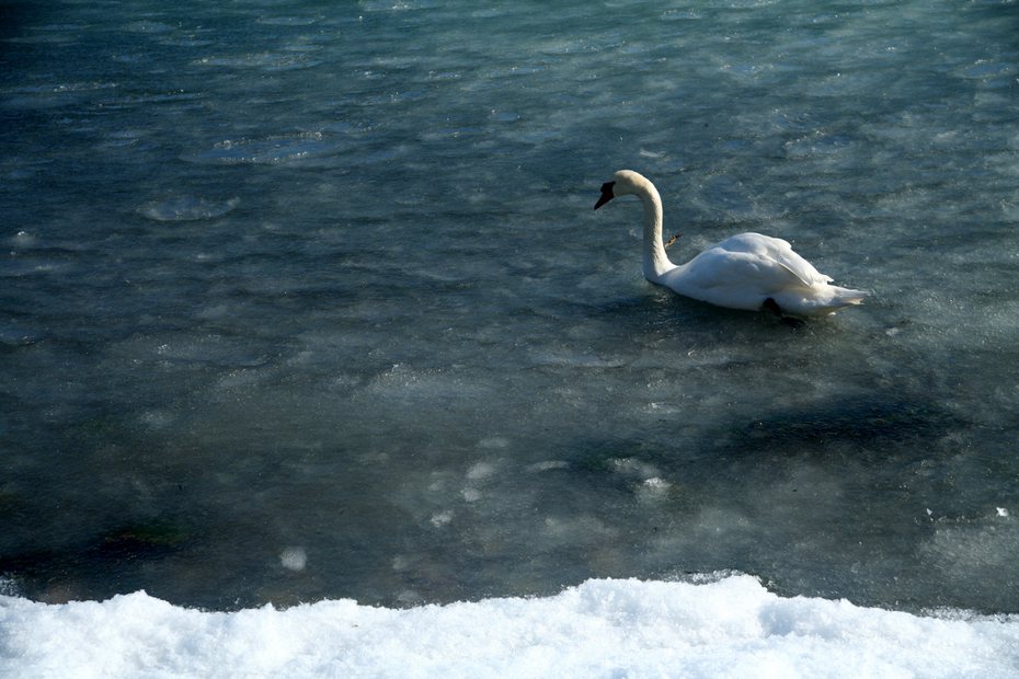 有網友發現天鵝被困在結冰的湖面，藉由保溫瓶的熱飲幫助牠脫困。示意圖／Ingimage