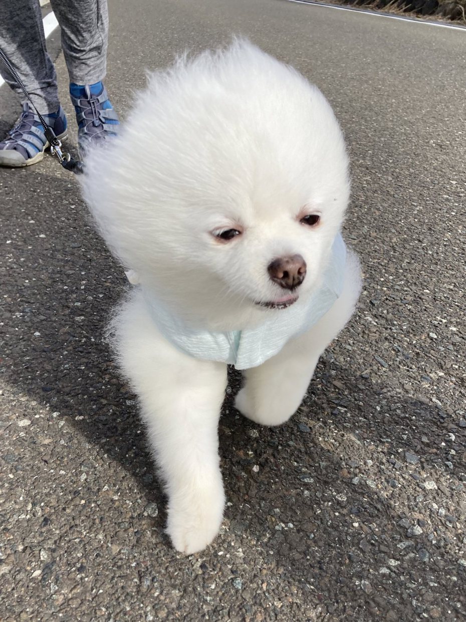 博美犬Rei（レイ）的毛被風吹扁了。圖擷自@Pomeranian2015
