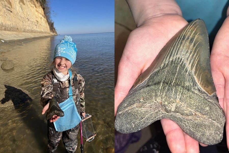 9歲的莫莉撿到12.7公分的巨齒鯊牙齒，是目前為止最大的發現。圖擷自Calvert Marine Museum