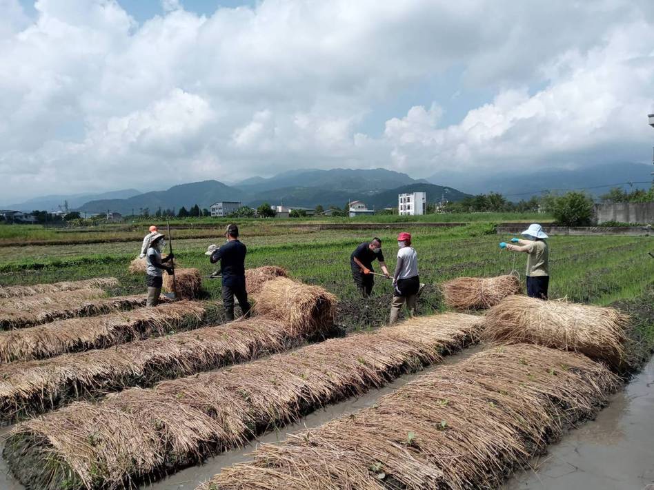 「慢島生活」蔬菜班的成員，為種植青蔥而在田畦鋪設稻草。 圖／賴青松提供
