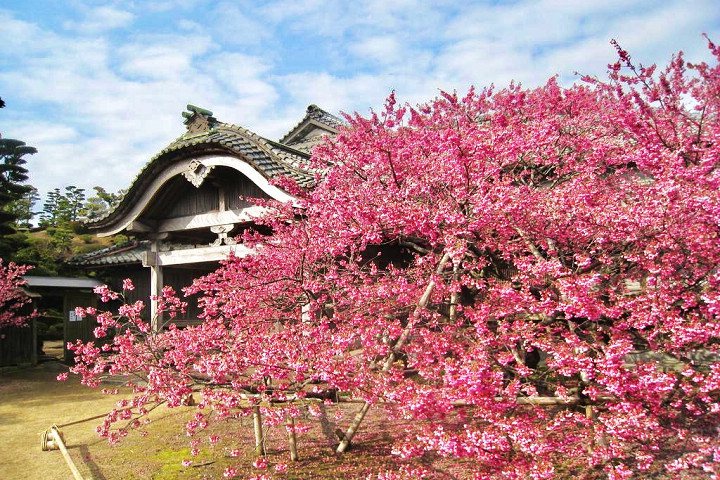 鍋島邸旁盛開的緋寒櫻。圖／長崎縣觀光連盟提供
