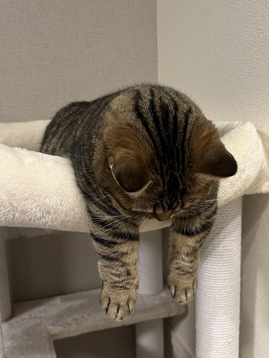 飼主發現虎斑貓莫娜似乎在模仿「下班疲憊的自己」。圖擷自@monamofumofu