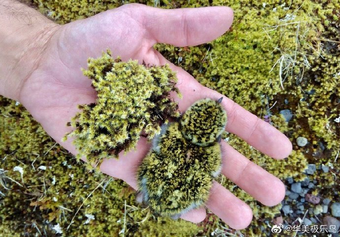 一名網友在地上撿到了一塊長滿苔癬的石頭，拿在手上竟發現這棵石頭會動，釣出專業網友解答說這是金斑鴴的幼鳥，長得像苔癬是為了避免被天敵獵食。 (圖/取自微博)