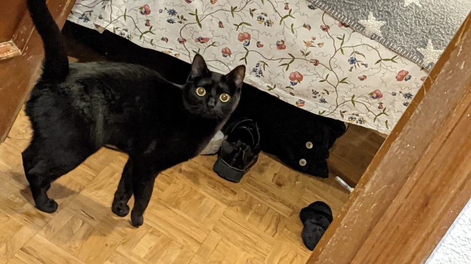 名女子養了一隻黑貓，某天在櫃子底下看到自己的愛貓睜大雙眼一動也不動，她以為貓咪死掉不斷瘋狂哭叫，沒想到下一秒貓咪本尊竟出現在她身邊一臉疑惑。 (圖/取自Javiera Vercelotti Grez臉書)