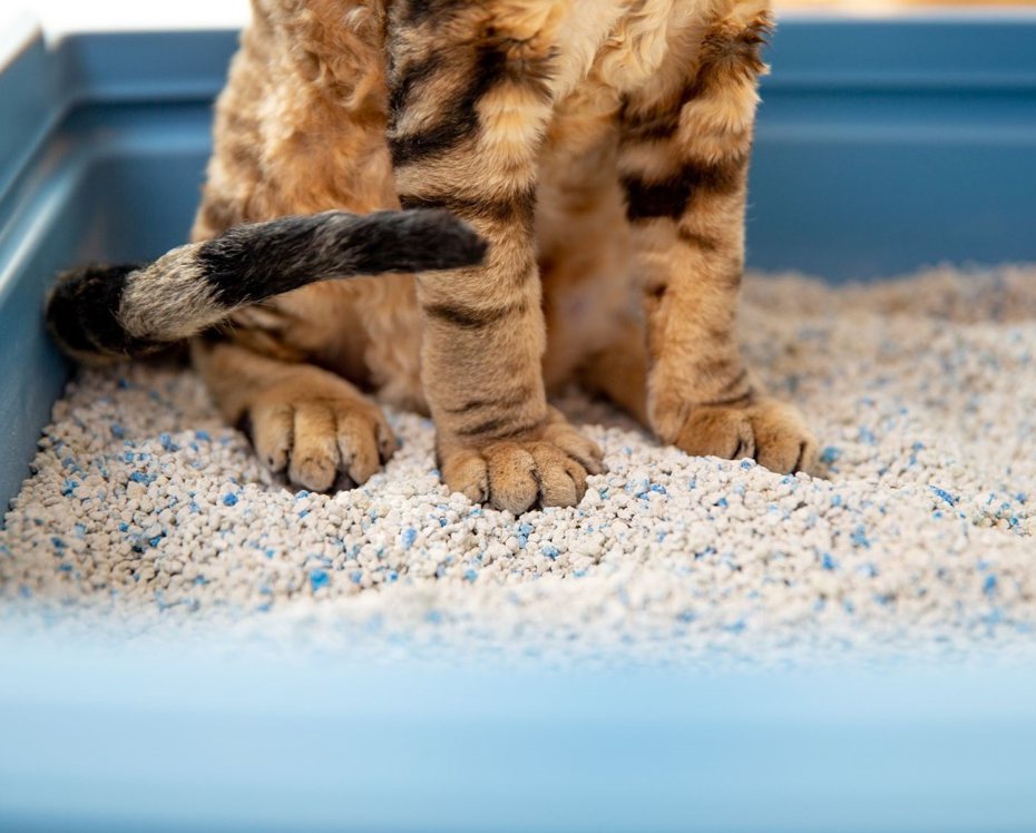 貓咪一天清幾次貓砂盆是一件值得探究的學問。 (資料照/「貓奴學堂」授權提供，未經許可請勿任意轉載)