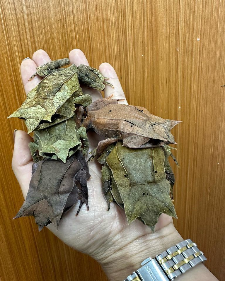 「三角枯葉蛙」外型和樹葉極為相似。圖取自臉書