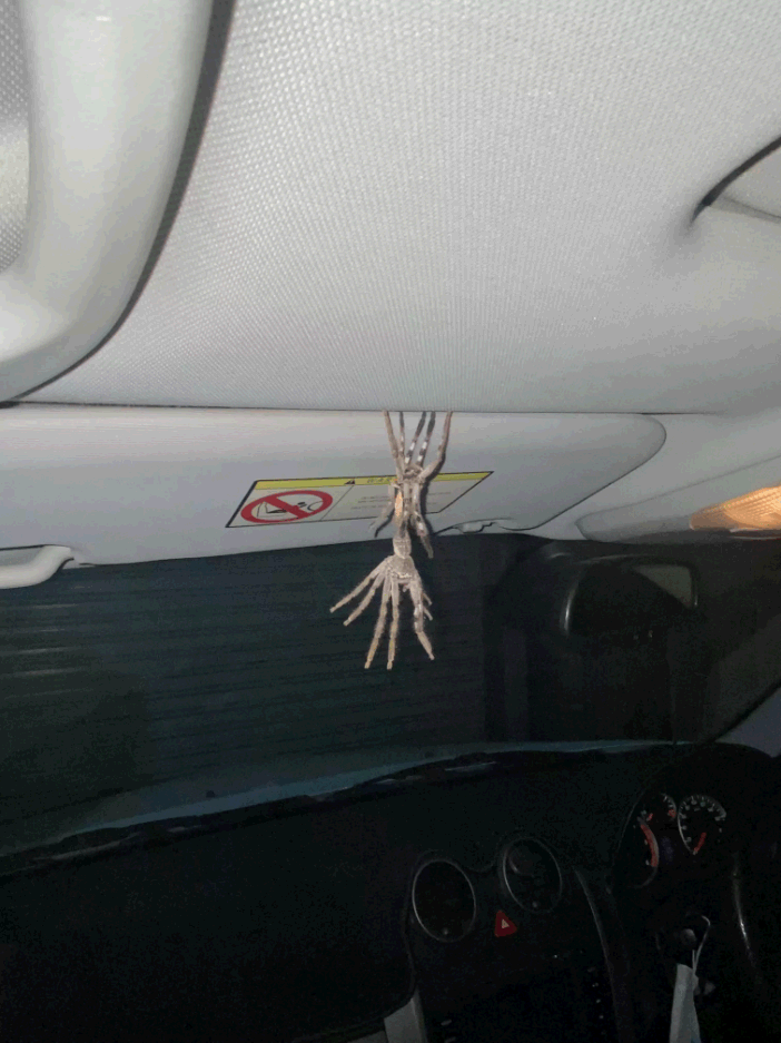 一名車主發現車上有兩隻蜘蛛相連掛在遮陽板上，事後證明其實是一隻蜘蛛正在蛻皮。圖擷自The Dodo