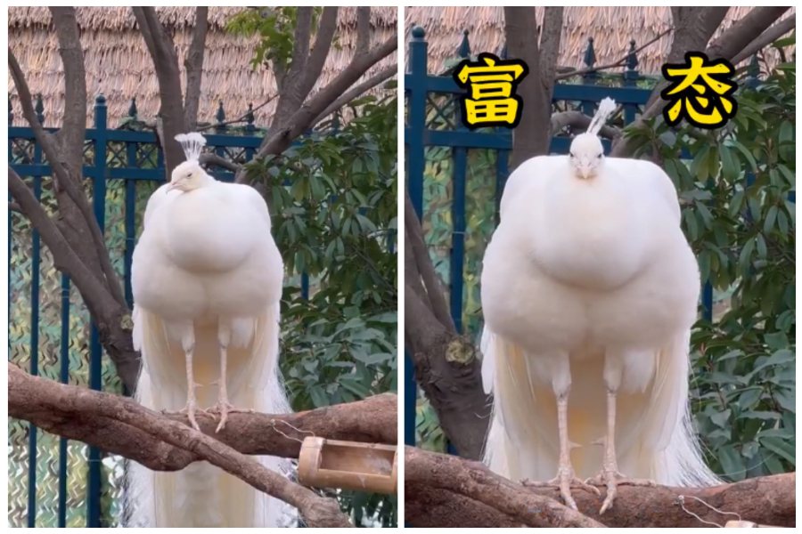 動物園裡一隻白孔雀身形明顯肥胖，像穿貂皮大衣一樣。圖取自微博
