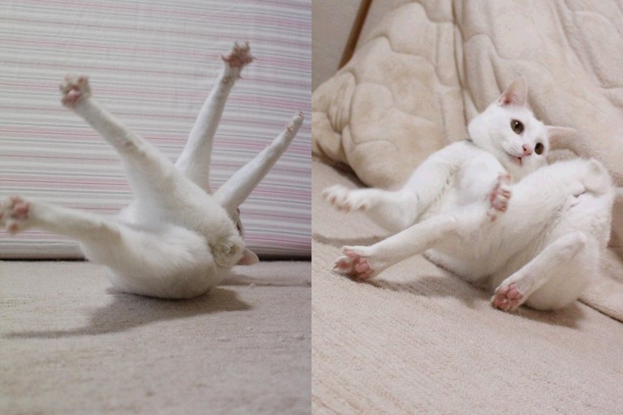 白貓Lily的身體扭成一團，4條腿在空中揮舞彷彿「千手觀音喵」。圖擷自IG @kanapu10