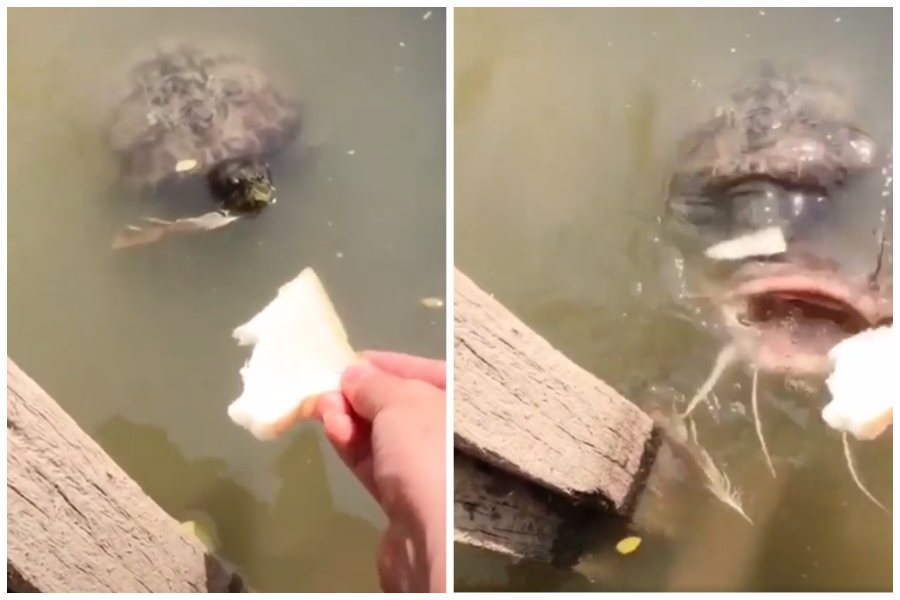 網友拿著麵包餵烏龜，中間突然竄出一隻鯰魚。圖取自臉書
