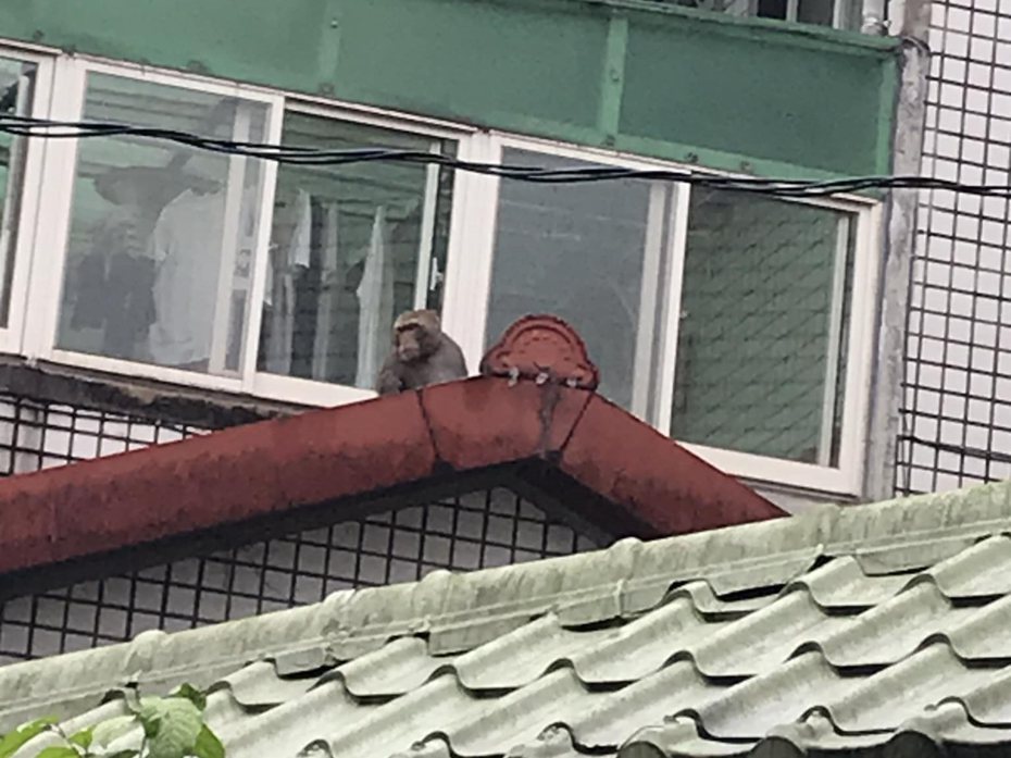 今天上午又有一隻獼猴跑到汐止民宅屋頂被民眾拍下，網友笑稱「快通知六福村、猩猿崛起！」圖／「汐止集團」臉書社團翻攝
