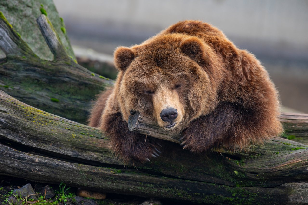 長時間不動會使人們面臨致命的血栓風險，但在一年中有幾個月都躺著冬眠的棕熊(Ursus arctos)卻非常健康，為何有如此大的分別？
