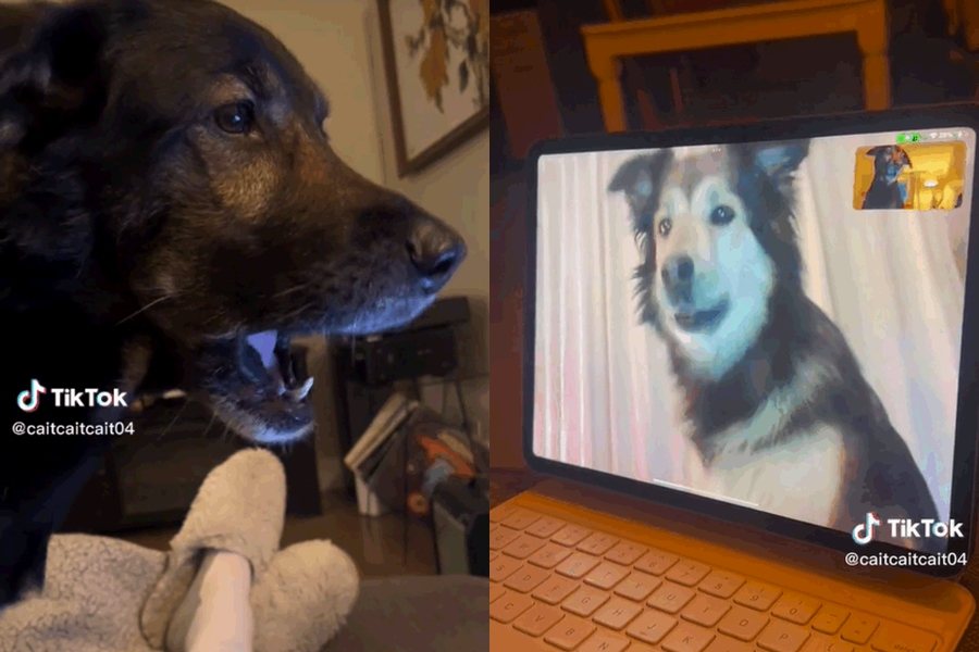 兩隻狗狗透過螢幕看到對方，忍不住發出思念的聲音。圖擷自tiktok/@rolloandsadie