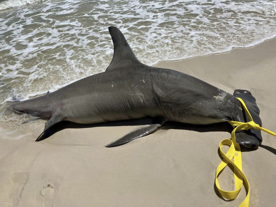 一名遊客到海邊遊玩，看到一隻長達4米的巨大鯊魚擱淺在沙灘上，連忙通報海洋生物搜救單位前來處理，可惜鯊魚已經死亡。 (圖/取自臉書粉專「City of Orange Beach Coastal Resources」)