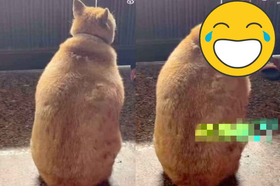 有名網友看見有隻體型巨大的「橘貓」背對自己坐著，興奮地叫了幾聲「咪咪」之後才發現牠根本不是貓咪（圖／翻攝自微博）