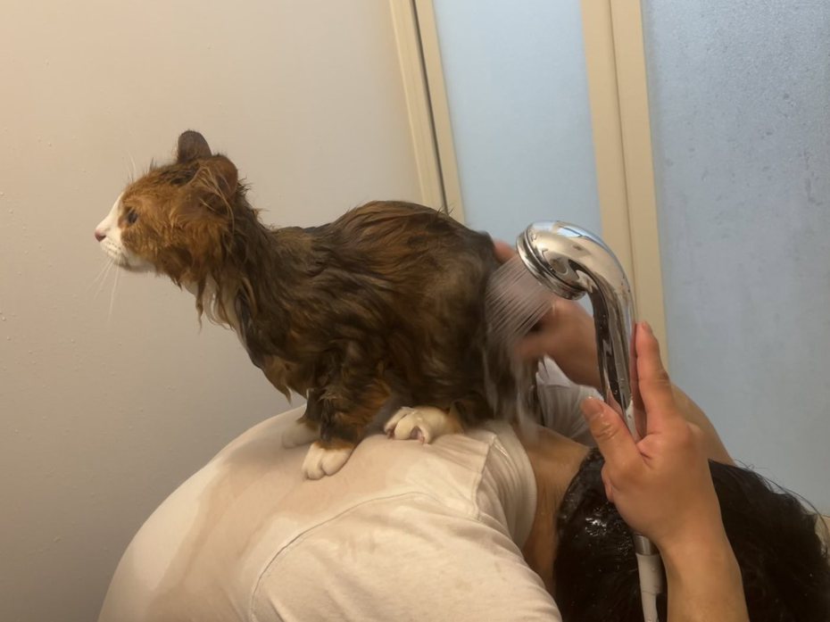 貓咪在主人背上不肯下來，奴才索性連自己一起「洗澡」。圖擷自推特@tororororo0203