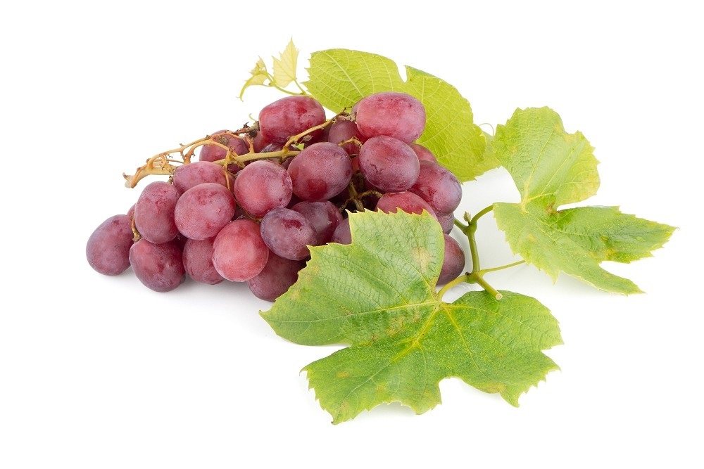 葡萄皮含有豐富的「白藜蘆醇」，它是一種植物抗毒素。
