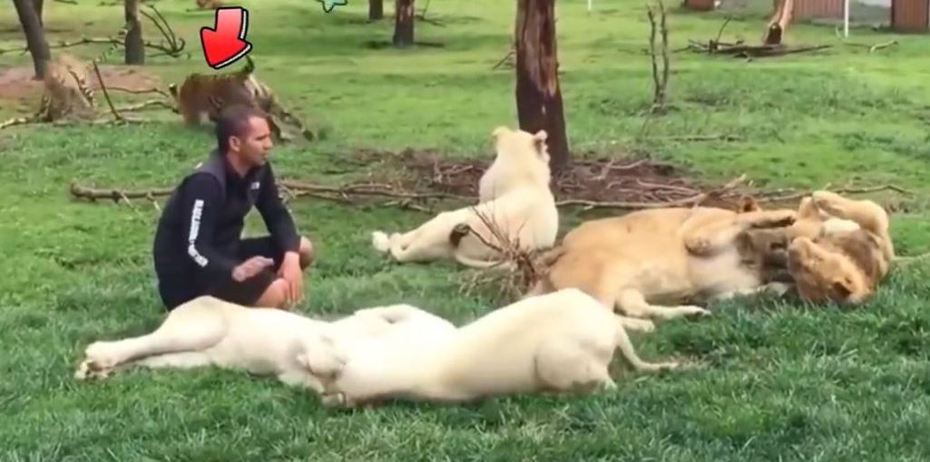 一名野生動物園的飼育員正在撫摸一群母獅，背後有一隻豹準備偷襲牠，所幸一旁的老虎發現豹即將要偷襲飼育員，立刻衝上去攔下，拯救了飼育員免於被豹衝撞。 (圖/取自影片)
