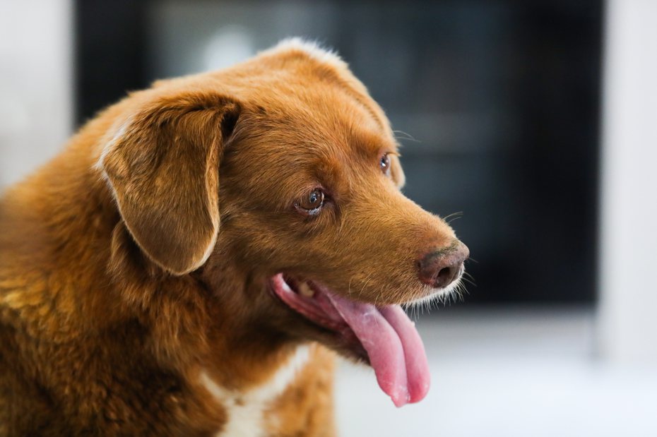金氏世界紀錄（Guinness World Records）所載世界最長壽的狗「波畢」（Bobi），最近在葡萄牙鄉間老家歡慶31歲生日。 歐新社