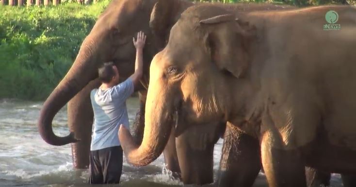 一名男子在東南亞地區長年救助受虐大象，被他救過的大象們竟然在經過1年2個月後還記得他，在河岸邊重逢瞬間大象們開心地奔向曾經的救命恩人，輕輕地抬起象鼻撫摸眼前的男子。 (圖/取自影片)