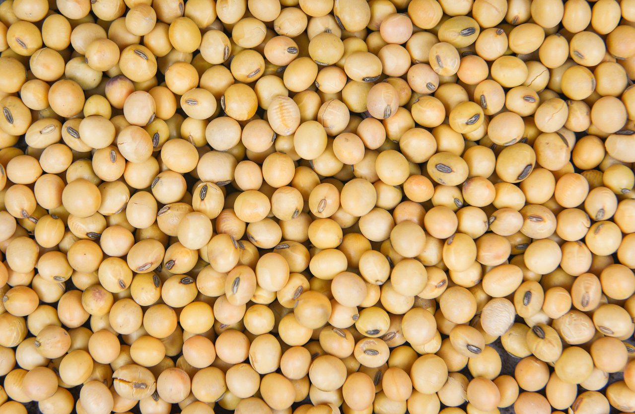 黃豆的營養價值高，大豆蛋白在人體中利用率高，含有人體必需的胺基酸，是植物性食材中優良的蛋白質來源。