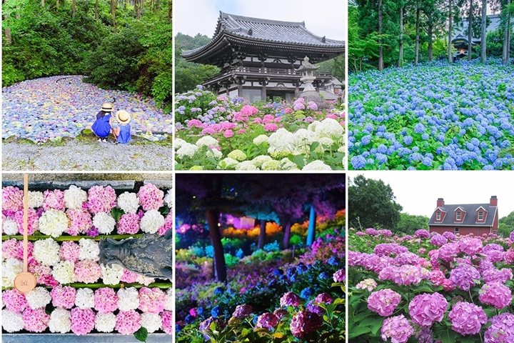 ▲進入6月後，日本各大繡球花景點也準備迎接盛開期。　圖：FELISSIMO／來源