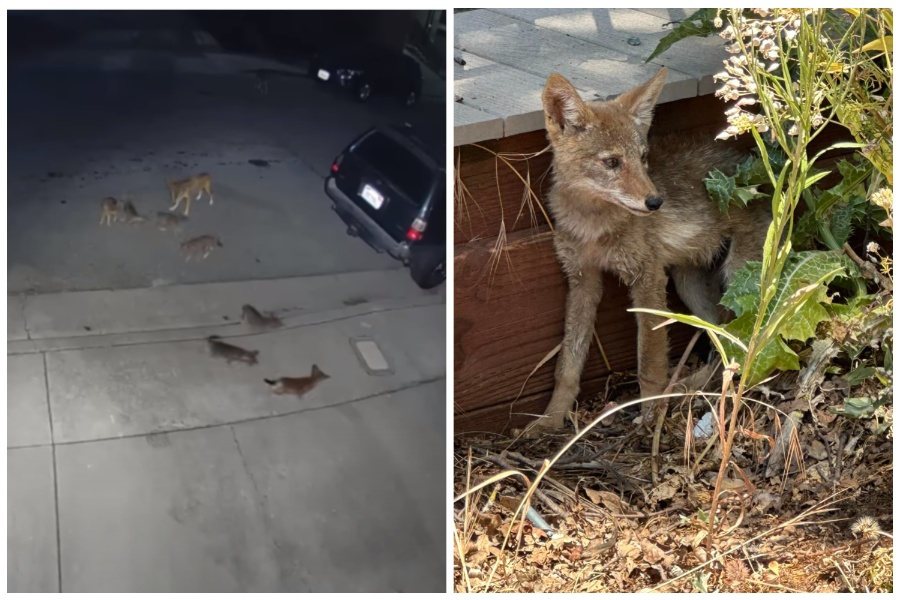 美國一戶人家外面的監視器拍到，有郊狼媽媽帶著7隻寶寶在門口玩耍。圖取自YouTube