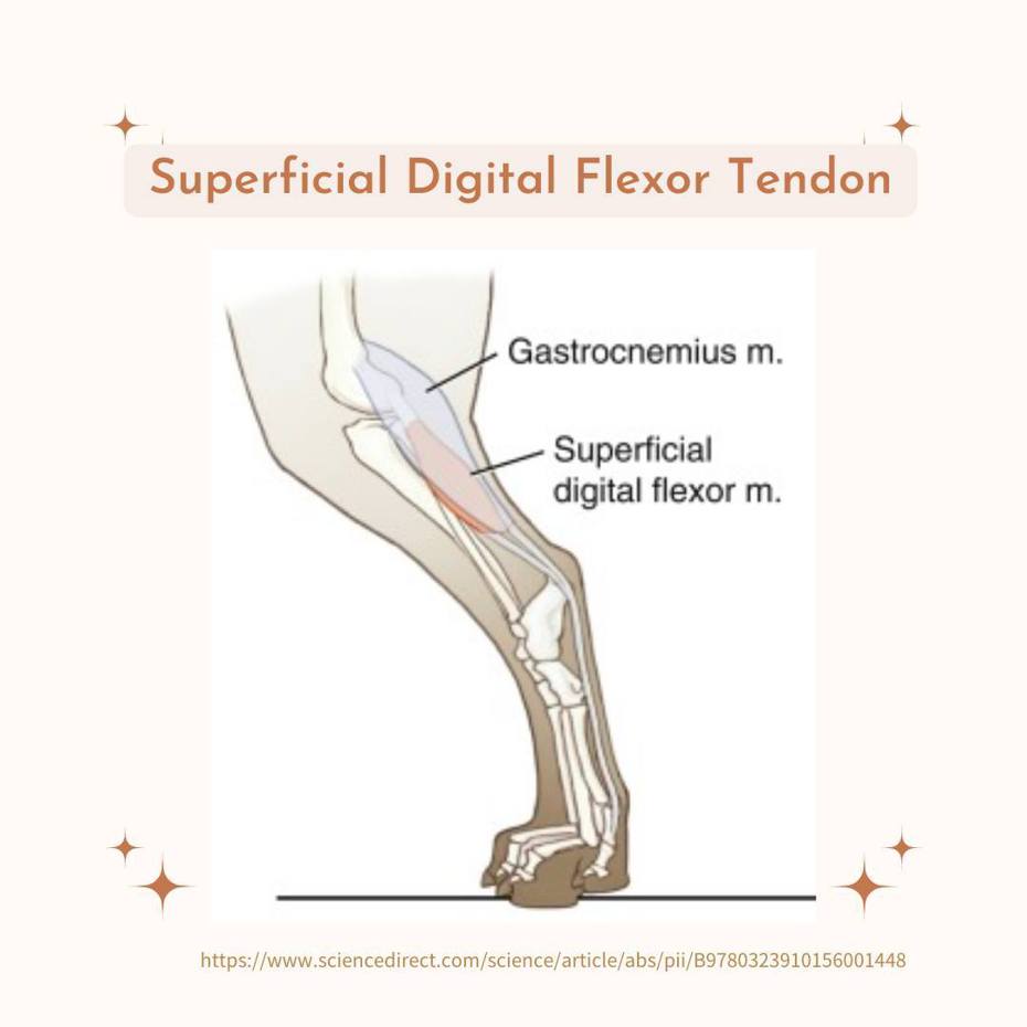 位於踝關節的腫大跟骨囊可能發生，且當動物站立時肌腱可用手移位（圖/WonderVet 超級好獸醫）