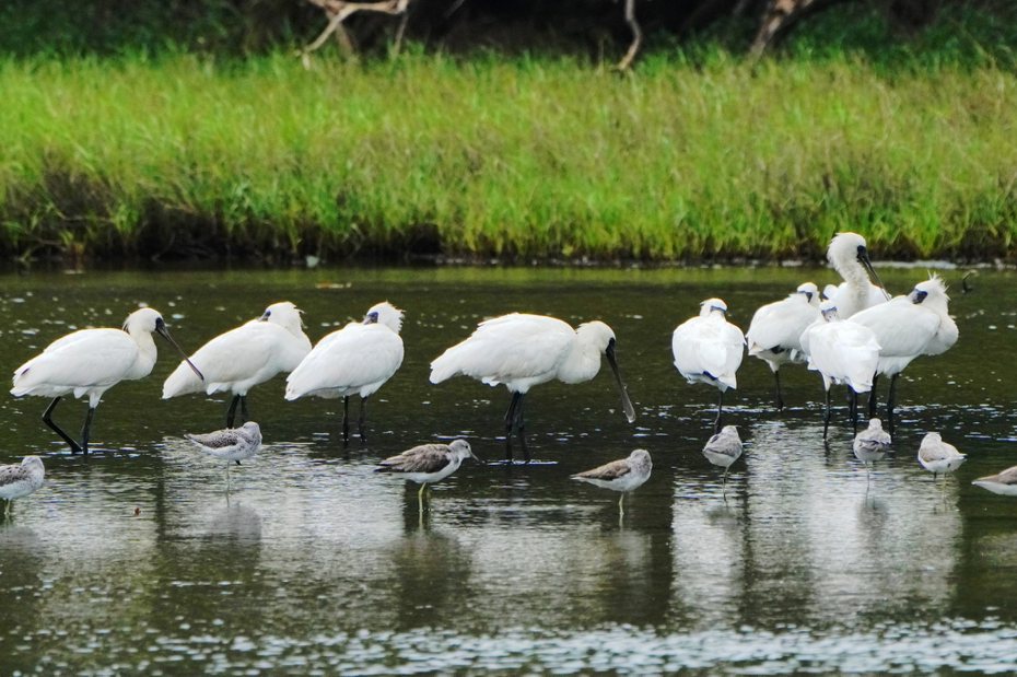 新竹市香山濕地孕育豐富生態，吸引黑面琵鷺前來作客。圖／新竹市政府提供