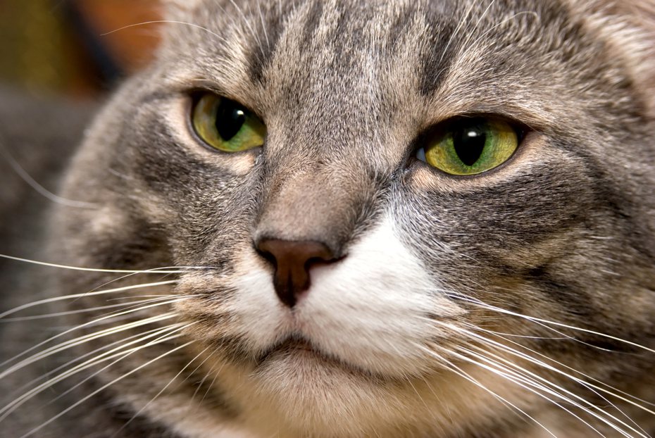 預防貓咪腎結石不是只有喝水或是餵食濕食就好，請找出飼主與貓咪間最適合的方式。（圖/imgimage）